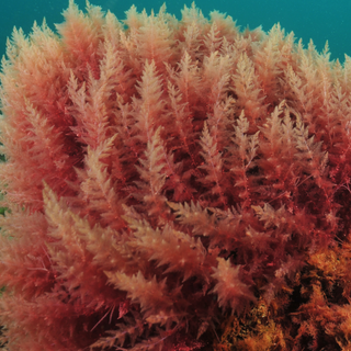 Close-up of red algae with a teal background
