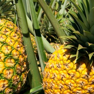 Two pineapples growing on a pineapple plant with green leaves.